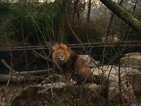 Zoologische Staatssammlung München